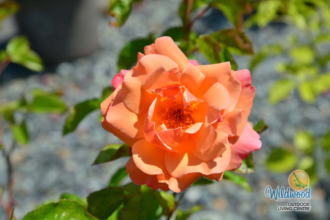 Colorific - Weeks Rose