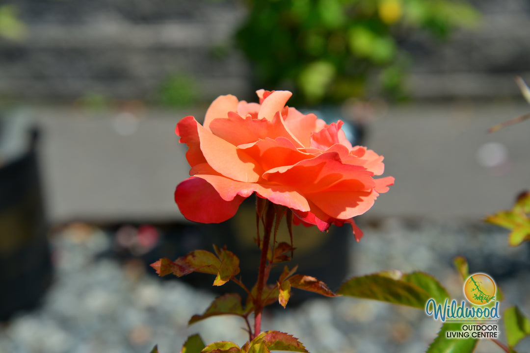 Colorific - Weeks Rose