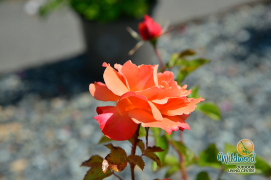 Colorific - Weeks Rose