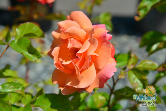 Colorific - Weeks Rose