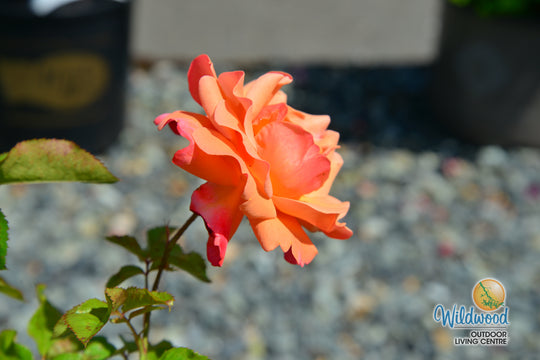 Colorific - Weeks Rose