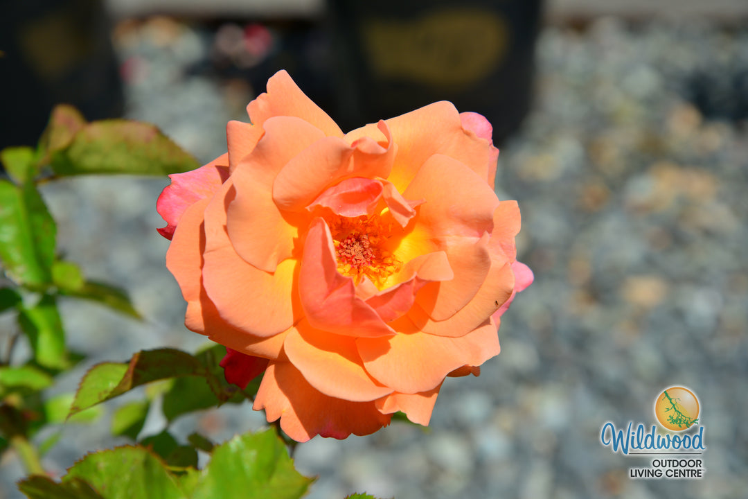 Colorific - Weeks Rose