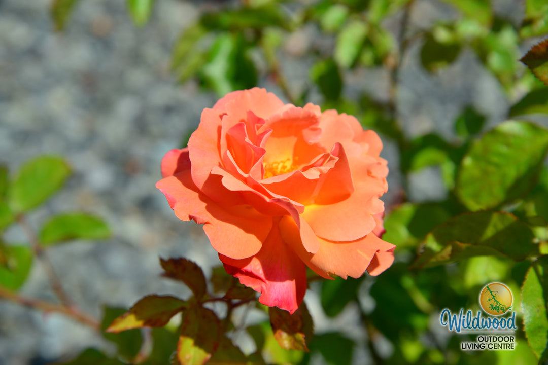 Colorific - Weeks Rose
