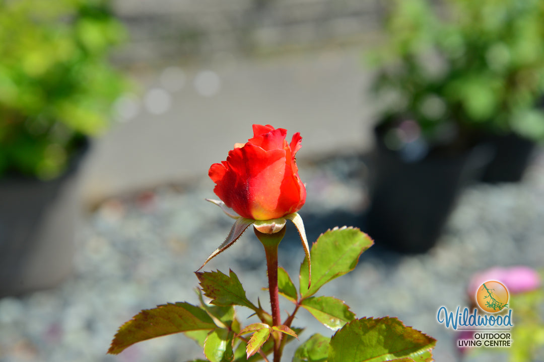 Colorific - Weeks Rose