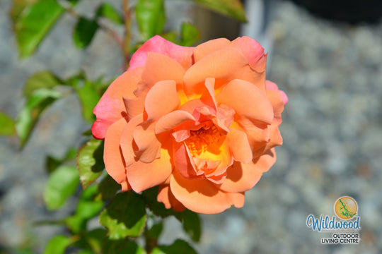 Colorific - Weeks Rose