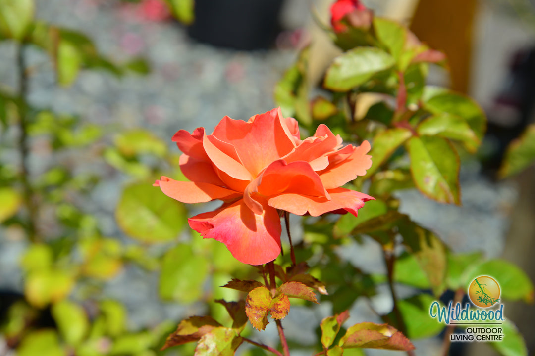 Colorific - Weeks Rose