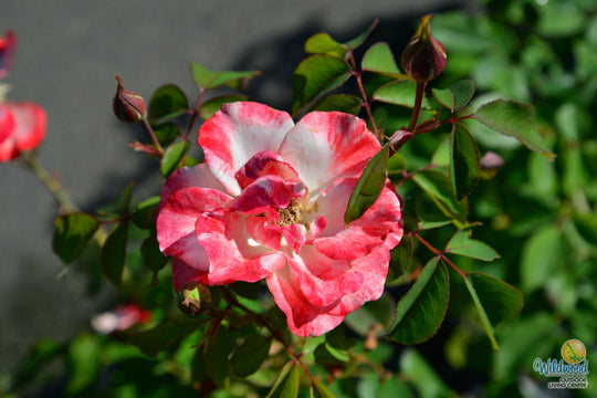 Color Splash™ - Kordes® Roses