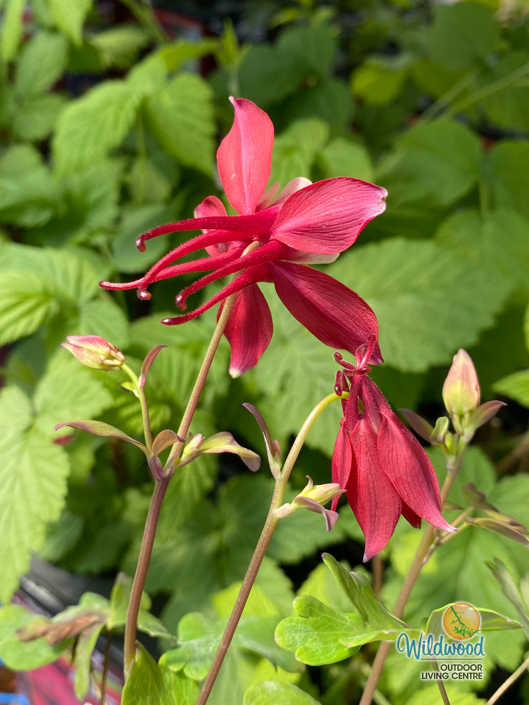 Columbine - Kirigami Red and White, 1 Pack
