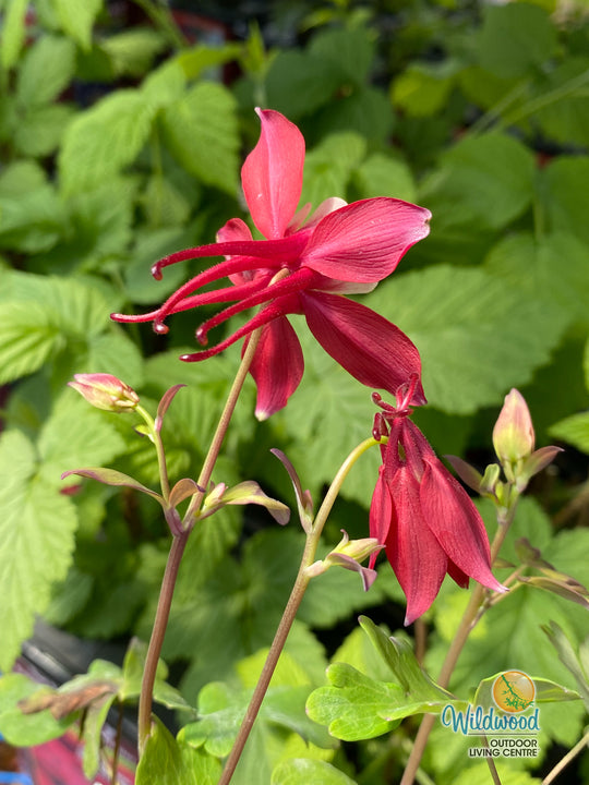 Columbine - Kirigami Red and White, 1 Pack