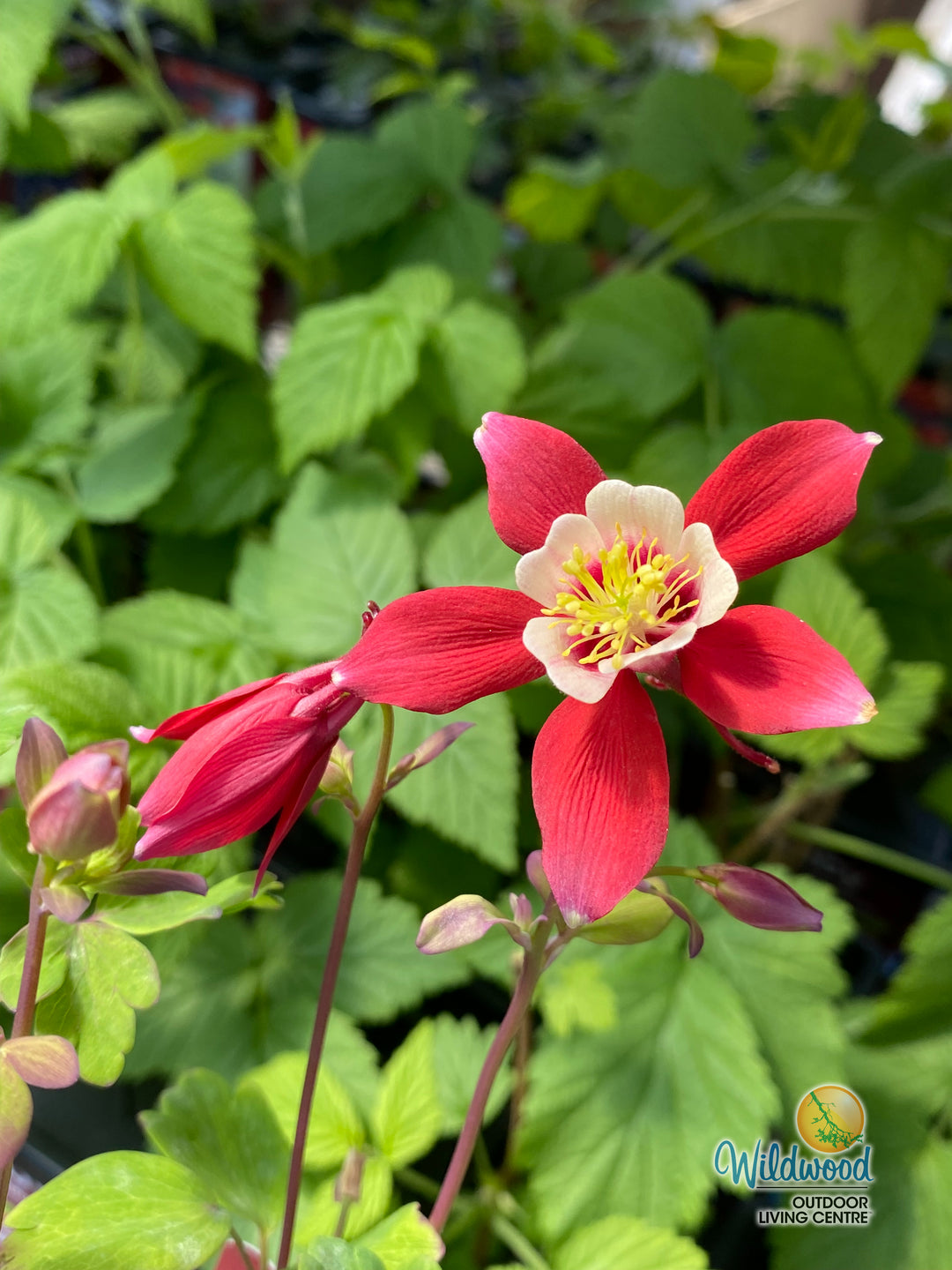 Columbine - Kirigami Red and White, 1 Pack