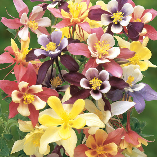 Columbine Harlequin Mix - Burpee Seeds
