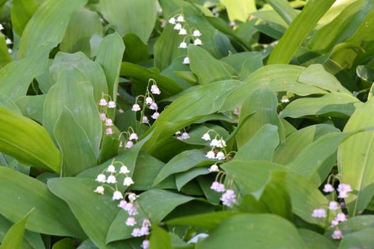Convallaria - Pinker Bells, Colourful Companions 6 Pack