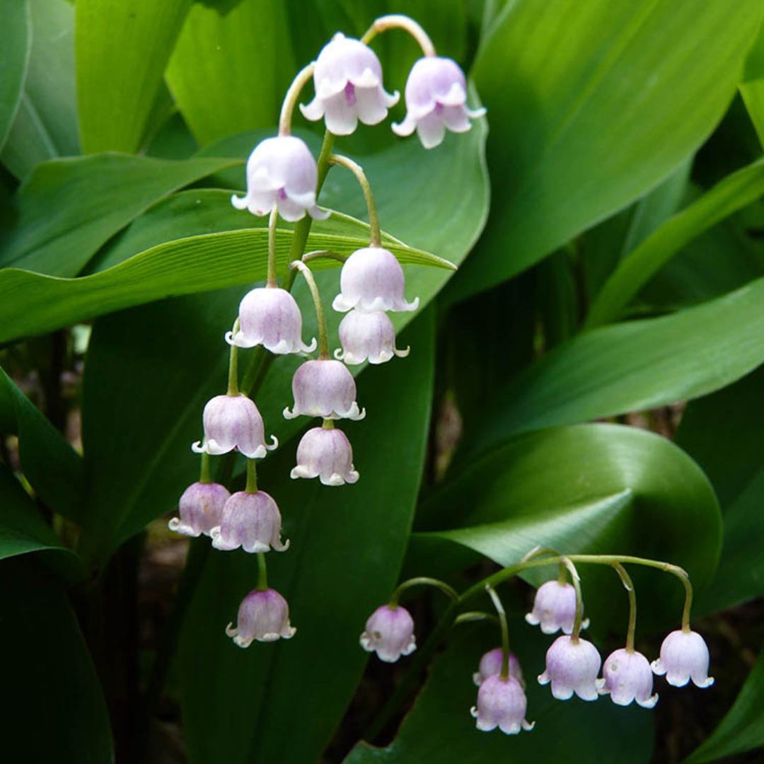 Convallaria Majalis Rosea, 3 Pack