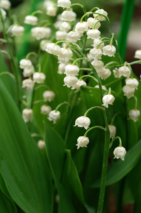 Convallaria Majalis, 5 Pack