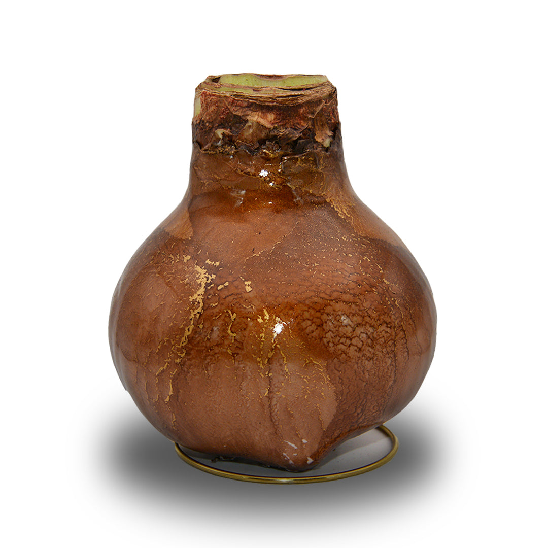 Waxed Amaryllis Galaxy Swirl - Red Bloom