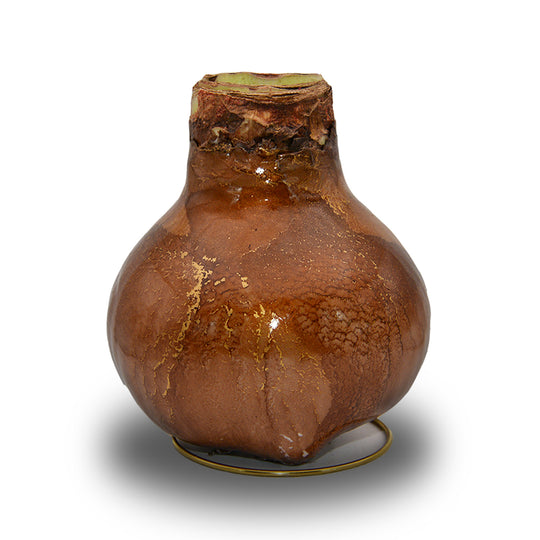 Waxed Amaryllis Galaxy Swirl - Red Bloom