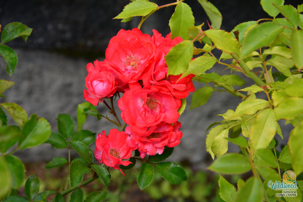 Coral Drift - Star Roses and Plants