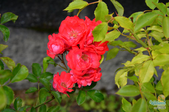 Coral Drift - Star Roses and Plants