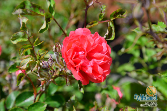 Coral Drift - Star Roses and Plants