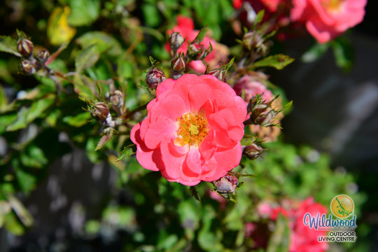 Coral Drift - Star Roses and Plants