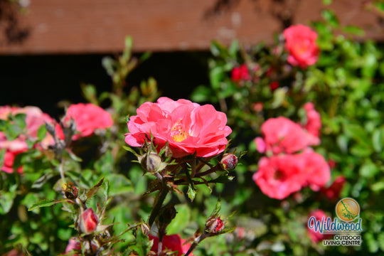 Coral Drift - Star Roses and Plants