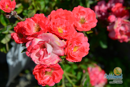 Coral Drift - Star Roses and Plants