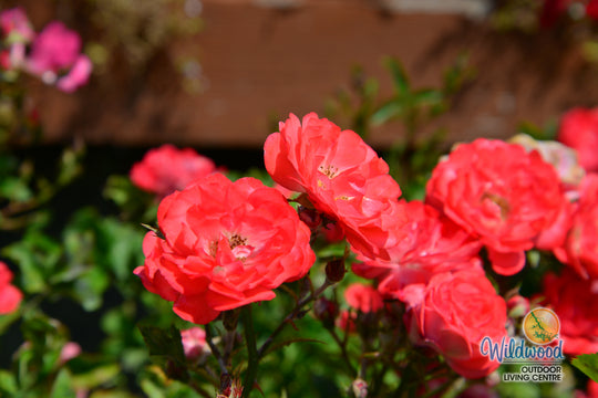Coral Drift - Star Roses and Plants