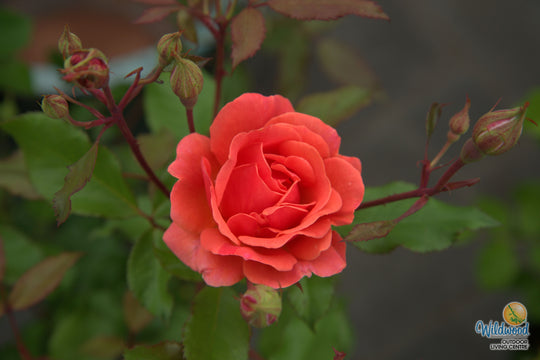 Coral Knock Out - Star Roses and Plants