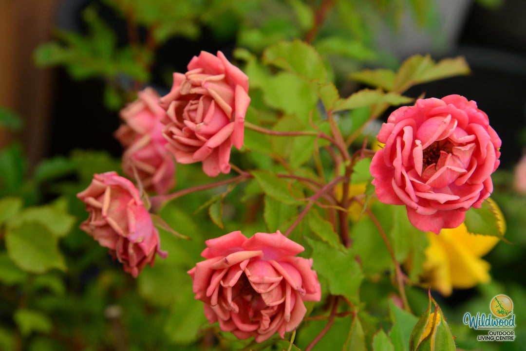 Coral Knock Out - Star Roses and Plants