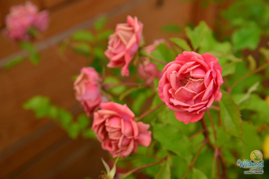 Coral Knock Out - Star Roses and Plants