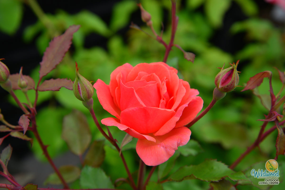 Coral Knock Out - Star Roses and Plants