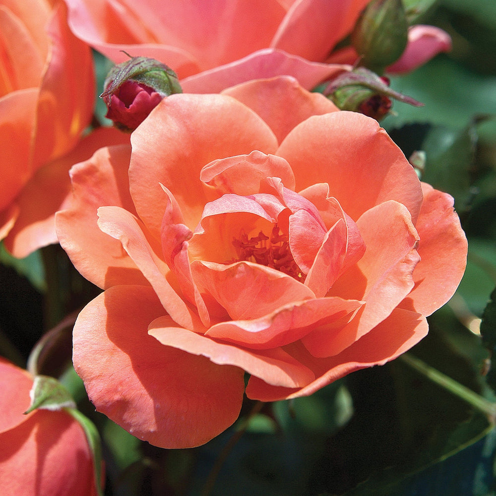 Coral Knock Out - Star Roses and Plants
