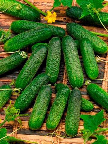 Cucumber Corentine Hybrid - Ontario Seed Company