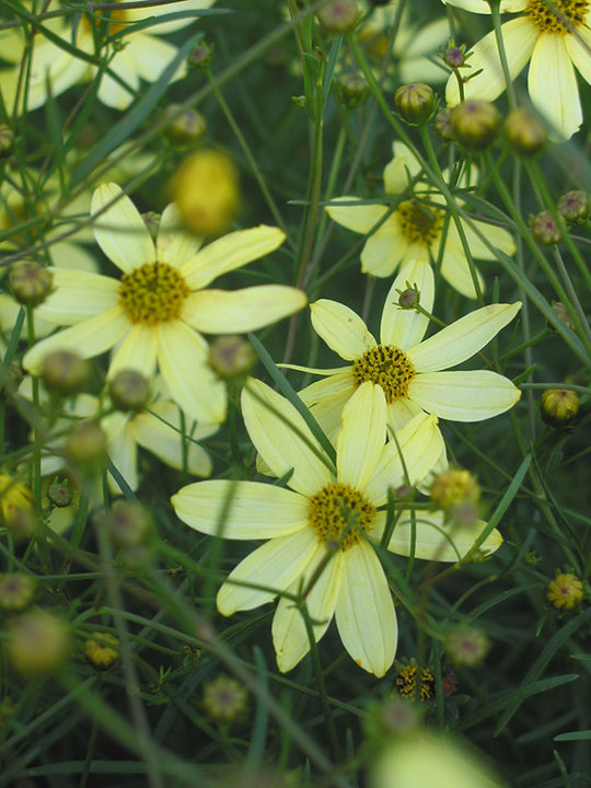 Coreopsis - Moonbeam, 1  Pack