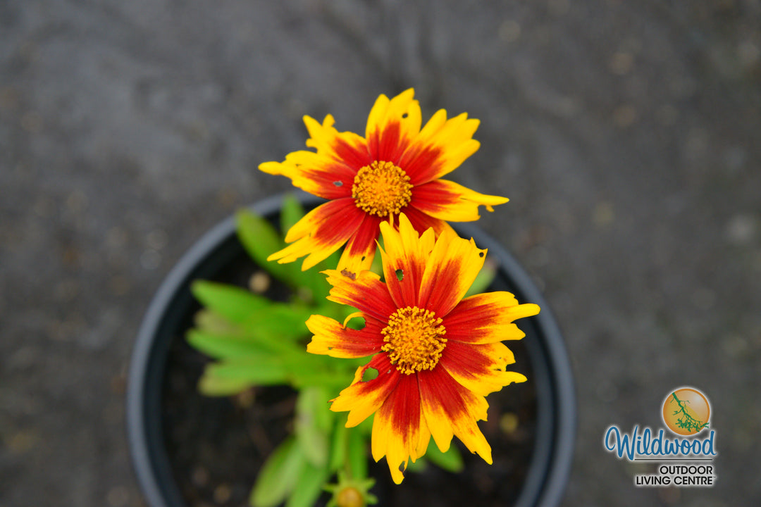 Coreopsis - Solar Jewel, 1 Pack