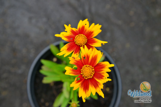 Coreopsis - Solar Jewel, 1 Pack