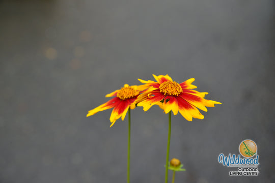 Coreopsis - Solar Jewel, 1 Pack