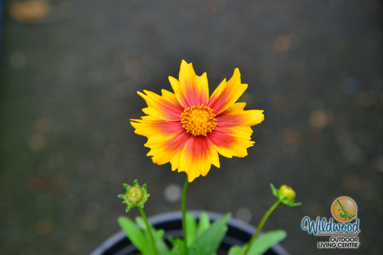 Coreopsis - Solar Jewel, 1 Pack