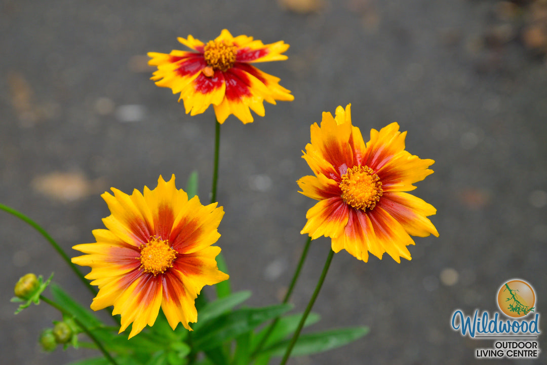 Coreopsis - Solar Jewel, 1 Pack