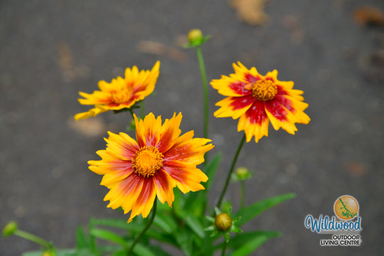 Coreopsis - Solar Jewel, 1 Pack