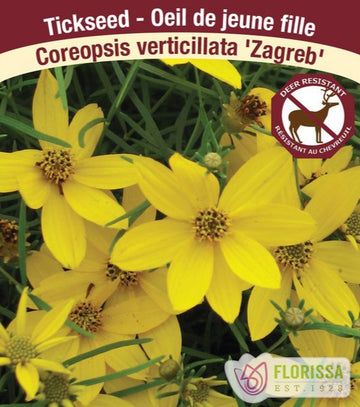 Coreopsis - Zagreb, 1 Pack