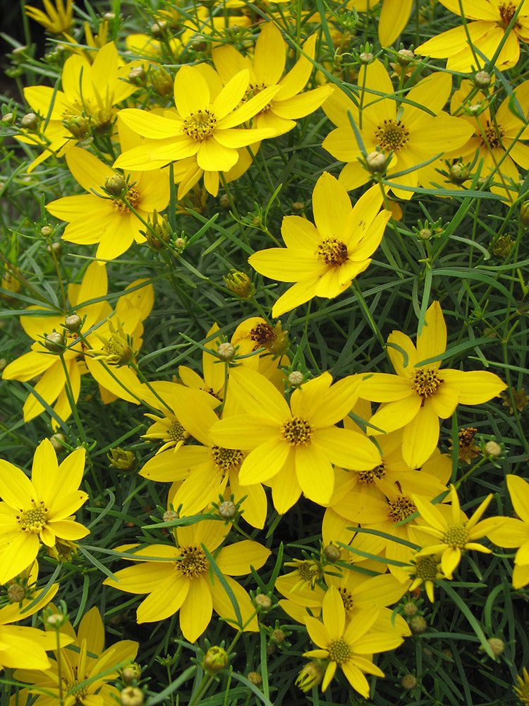 Coreopsis - Zagreb, 1 Pack