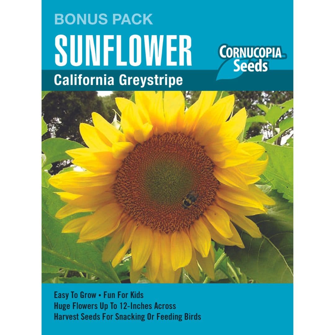 Sunflower California Greystripe Bonus Pack - Cornucopia Seeds