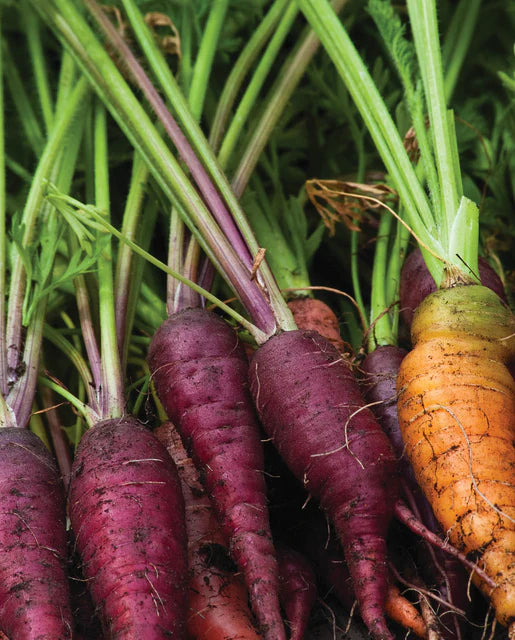 Carrots Cosmic Purple - West Coast Seeds