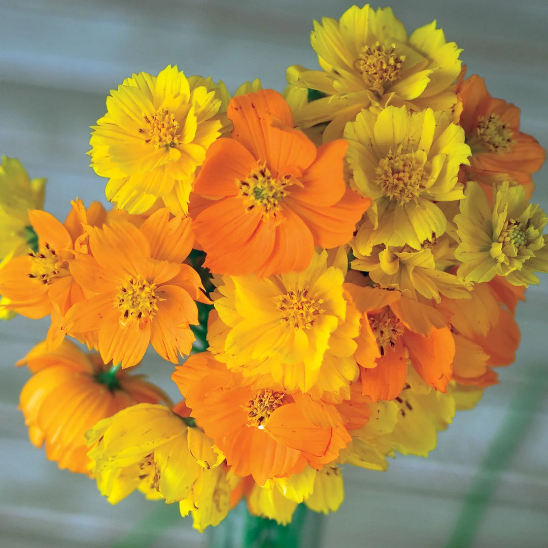 Cosmos Bright Lights - Burpee Seeds