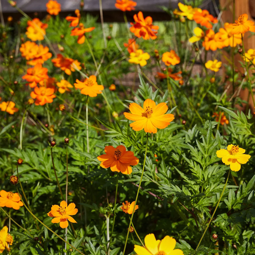 Cosmos Bright Lights - Burpee Seeds