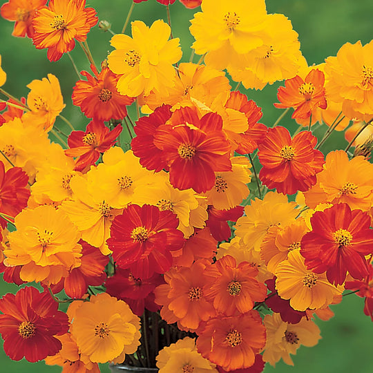 Cosmos Bright Lights - Burpee Seeds