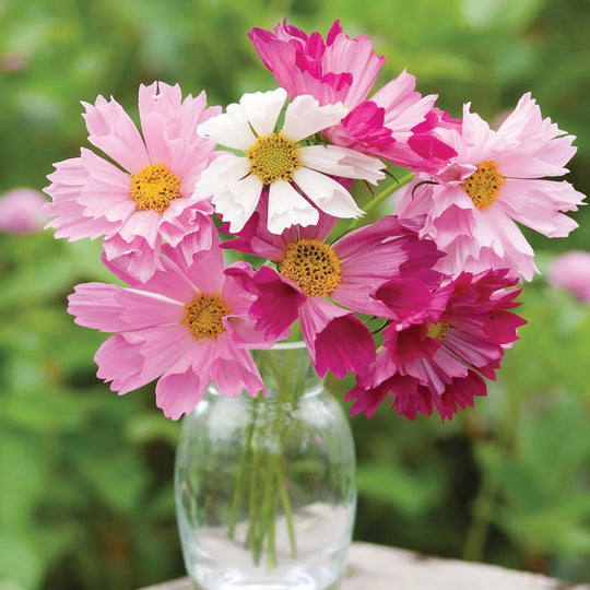 Cosmos Seashells Mix - Burpee Seeds
