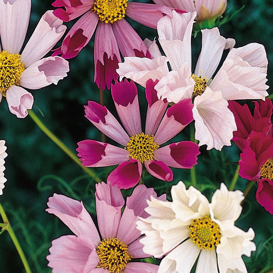 Cosmos Seashells Mix - Burpee Seeds