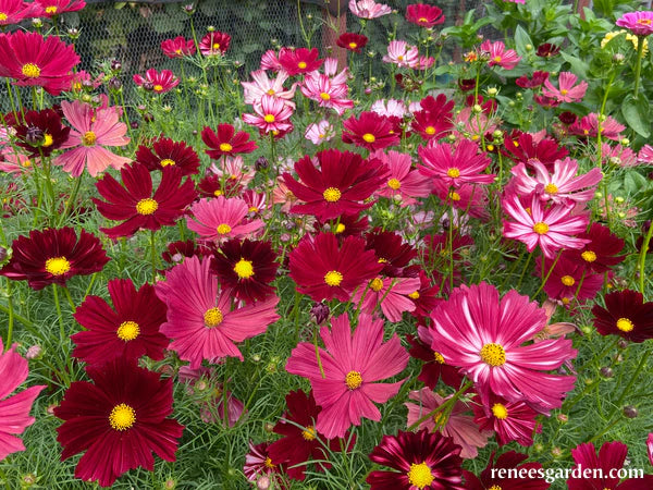 Bouquet Cosmos Velouette - Renee's Garden